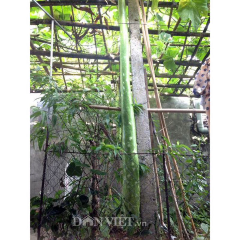 5 hạt giống bầu sao trái dài 2m , ngon ngọt , nảy mầm 90%