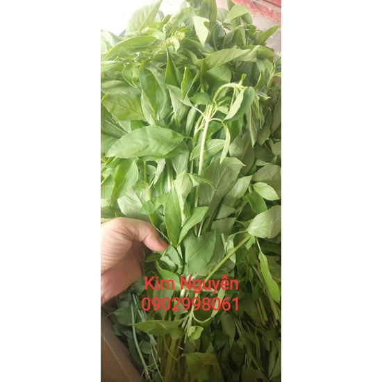 LÁ É TƯƠI CHÍNH GỐC PHÚ YÊN - HÀNG MỚI MỖI NGÀY