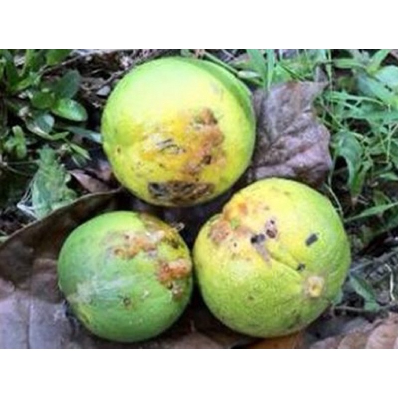 Khắc tinh ruồi vàng