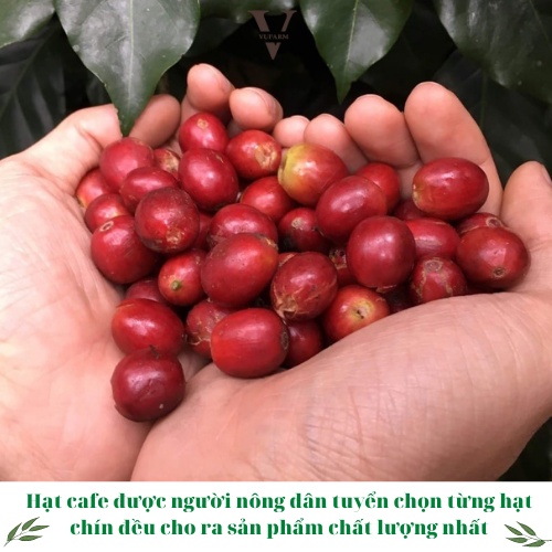 Cà phê Arabica Cầu Đất, cafe nguyên chất từ Song Vũ Farm đắng dịu, chua thanh, hậu vị ngọt cafe pha phin 500g | BigBuy360 - bigbuy360.vn