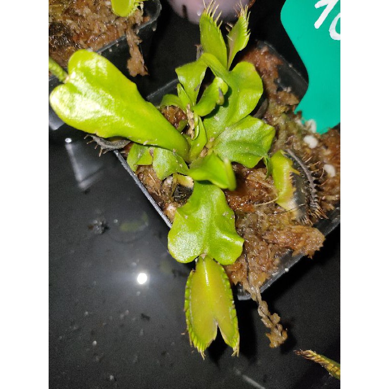 Cây bắt mồi - Cây Bẫy Kẹp - Venus flytrap B52 [Hung Garden]