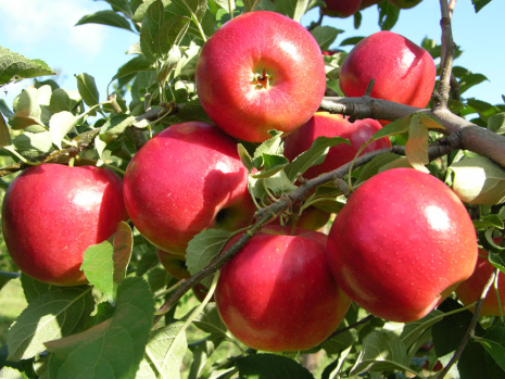 Giống táo nhập khẩu, Cây táo lùn mỹ F1, cây chuẩn giống tốt, dòng quả sớm cam kết chất lượng