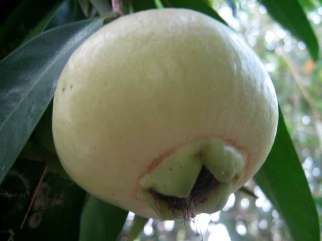 Chậu cây mận Lý chiết mau trái