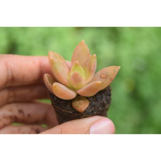 sen đá đá nâu mini 2-4cm