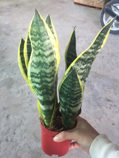 LƯỠI HỔ THÁI CHẬU 3 CÂY