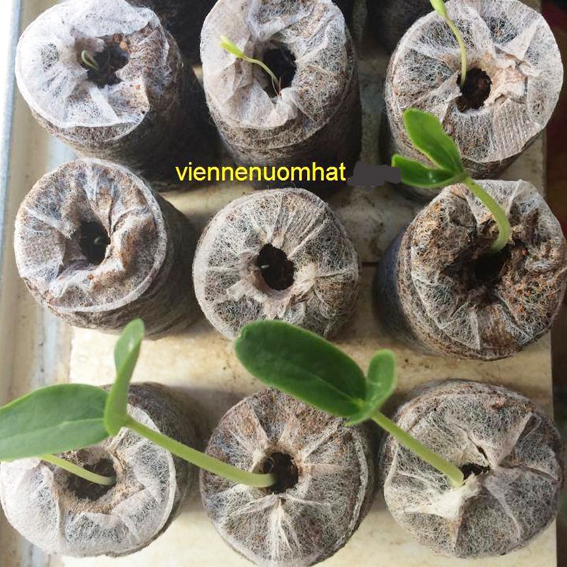 VIÊN NÉN ƯƠM HẠT 50 - 100 VIÊN