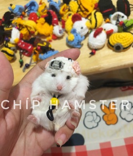 Nón len chụp ảnh ✨