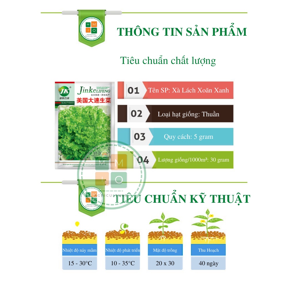 Hạt giống xà lách xoăn giòn ngọt