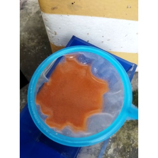 10g artemia lon trắng