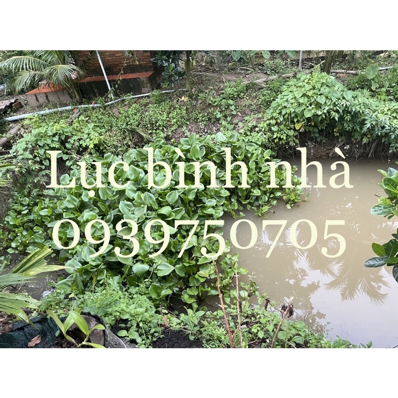 Lục Bình Tươi lớn nhỏ đủ loại giá hạt dẻ