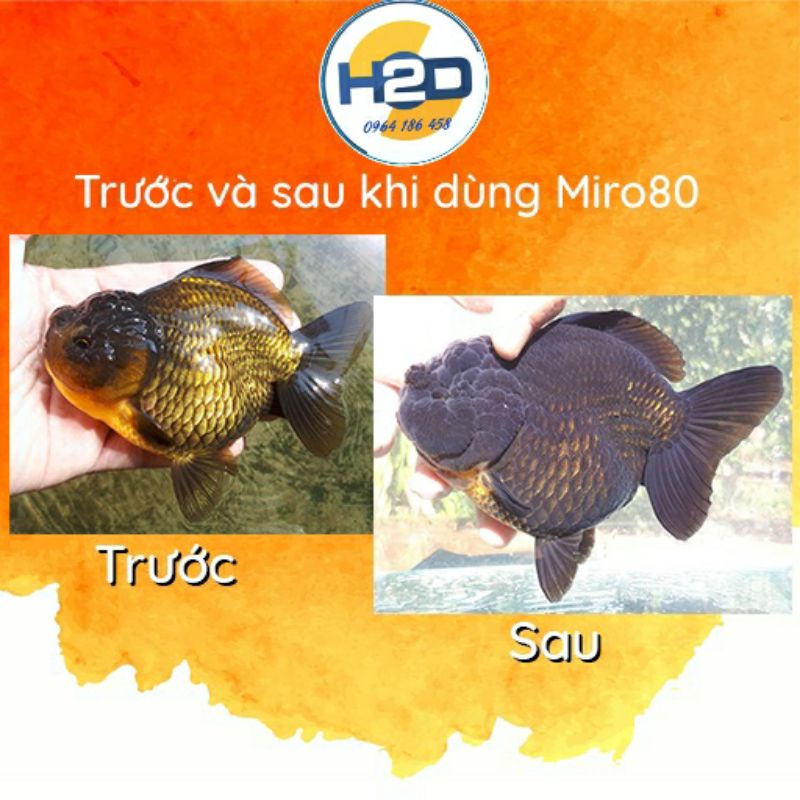 Cám cá Cảnh, Ranchu, Betta, cá 7 màu hạt siêu nhỏ, siêu tăng trọng《0.5Kg》