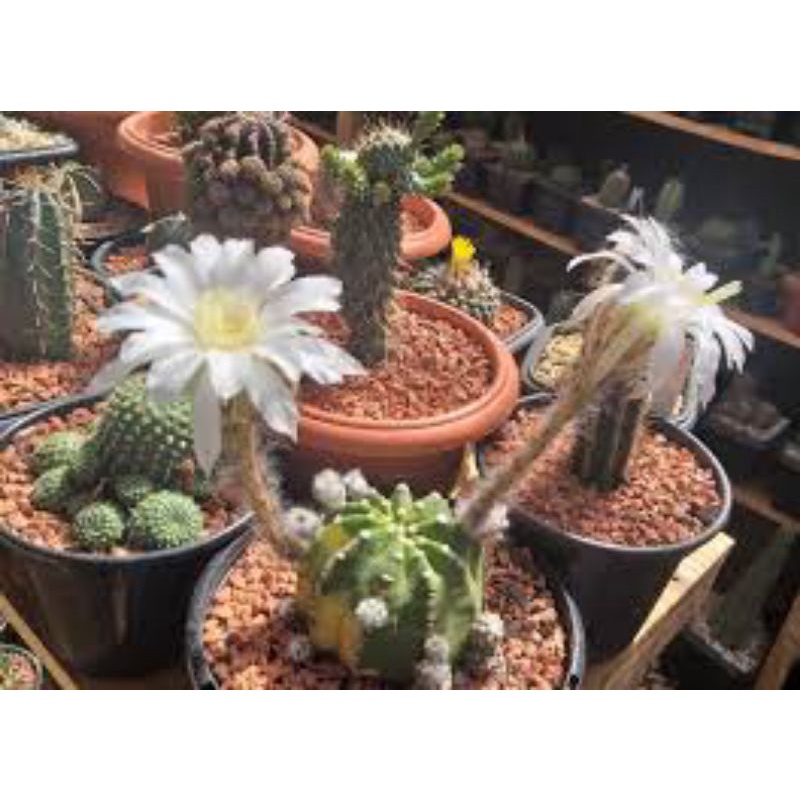 Sale 50%- Xương rồng  Bí Ngô Var 6-7 cm