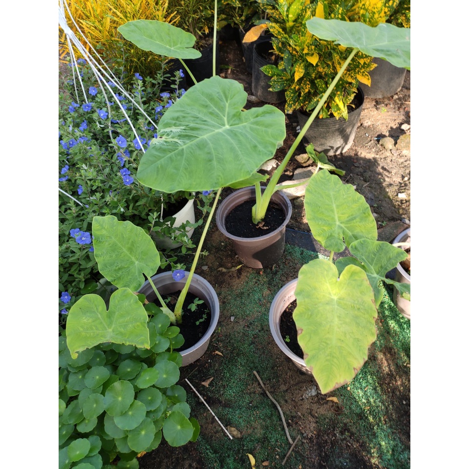 Cây BẠC HÀ/DỌC MÙNG nấu canh chua {giao hảo tốc tpHCM}