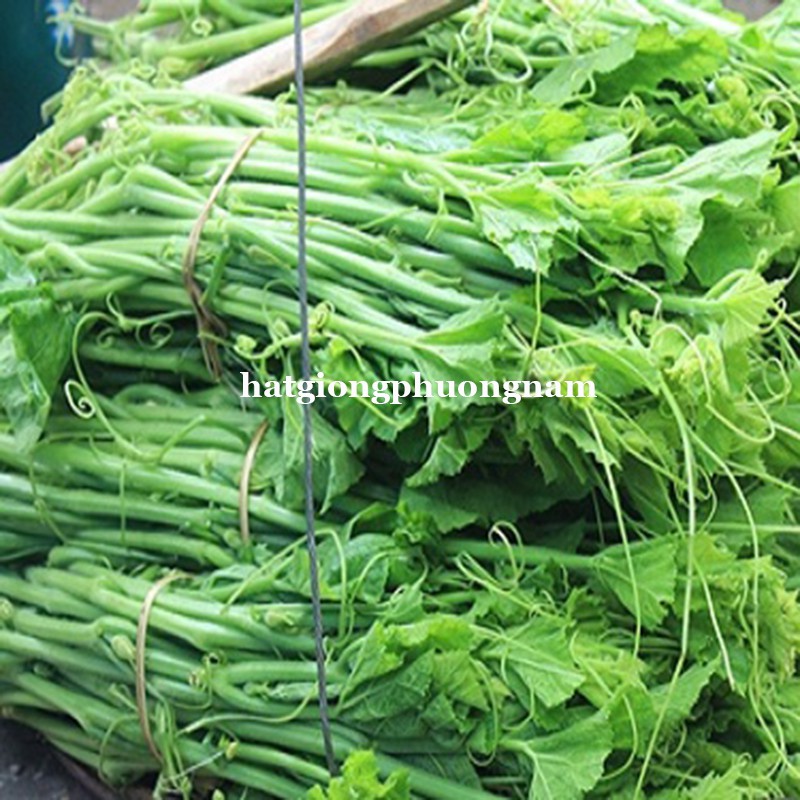 10GR - HẠT GIỐNG BÍ SIÊU NGỌN