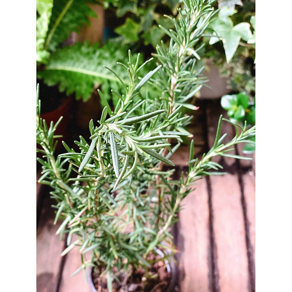 Cây Hương Thảo (Rosemary, Rosmarinus officinalis, Salvia rosmarinus) gốc già chậu nhựa