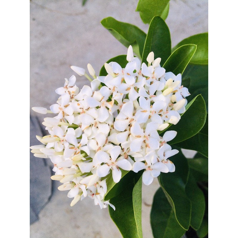 Bông trang trắng lá trung