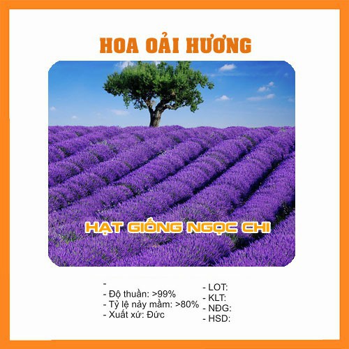 Hạt Giống Hoa Oải Hương (Hoa Lavender) - 100 Hạt