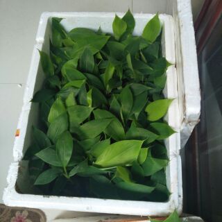 Cây chuối tiêu hồng