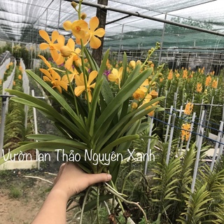Hoa Lan Mokara - màu vàng nến cây giống cao 20-25cm
