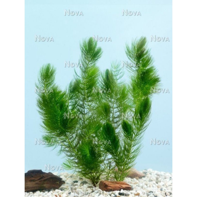 Rong đuôi chồn tự nhiên trang trí hồ cá thủy sinh