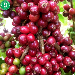 Cà Phê Espresso Rocking coffee