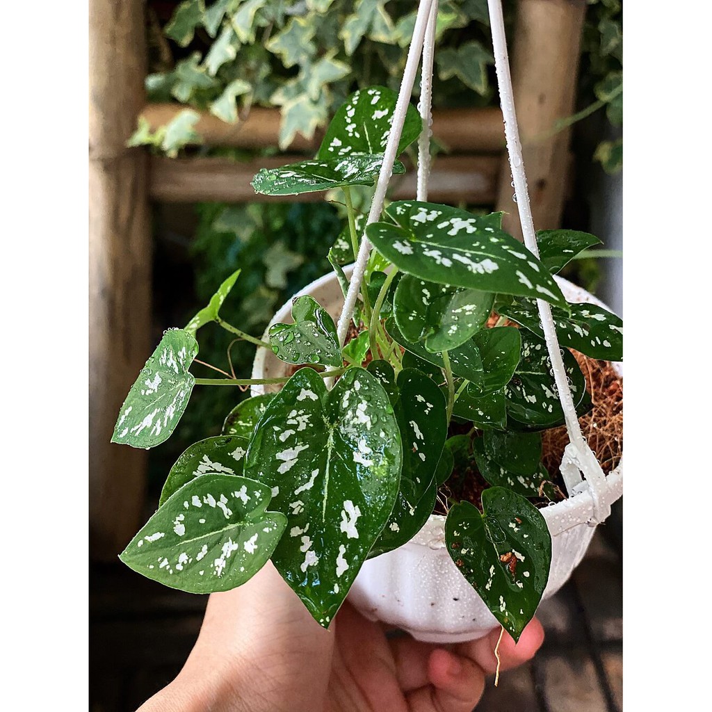 Cây Caladium humboldtii mini White Splash (Môn Mini Xanh Đốm Trắng) chậu treo bí ngô