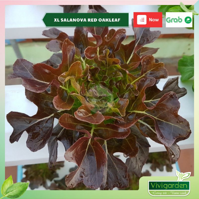 Combo 50 hạt giống xà lách bọc men cao cấp Salanova Johnny Seeds Mỹ siêu ngon giòn ngọt và đẹp