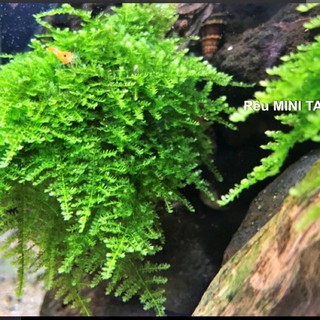 rêu mini taiwan 5 tặng 1