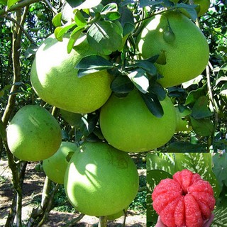 Cây giống Bưởi Ruby giống chuẩn Thái Lan - Xanh Garden