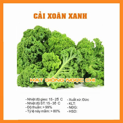 Hạt Giống Rau Cải Xoăn Xanh (Cải Xoăn Kale) - 0.5Gr