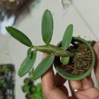 Hoa lan phi điệp Nù Tali 68 giống