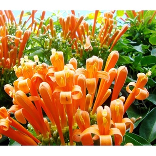 Combo 5 cây chùm ớt (rạng đông) (ảnh thật số 2,) cây cao 40-45cm, leo nhanh, hoa màu cam rất đẹp