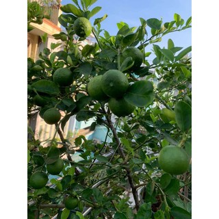 Cây 🌲 Chanh tứ quý ... đang trái...