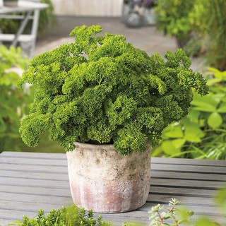 Hạt Giống Ngò Tây Rado 940 Gói 2g