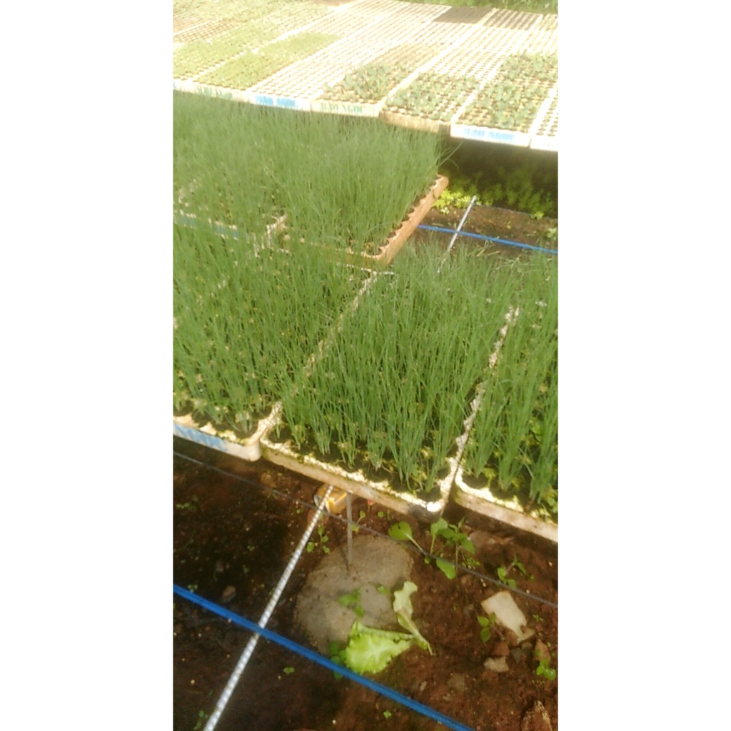 GÓI 50 HẠT GIỐNG HÀNH LÁ 1g HẠT GIỐNG HÀNH LÁ CAO SẢN hành hoa  cao sản  KHUYẾN MẠI TẾT
