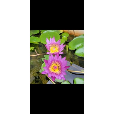 Hạt giống hoa súng thái