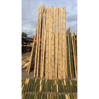 Cây tre luồng 1m dùng trong trang trí