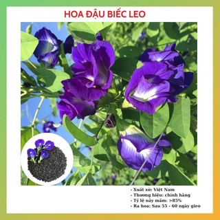 Hạt giống hoa đậu biếc leo cánh kép và cánh đơn nảy mầm cực nhanh gói 10 hạt RADO 861
