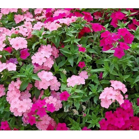 Hạt Giống Hoa Thanh Trúc Mix Nhiều Màu Siêu Đẹp Tuổi Thọ Cao