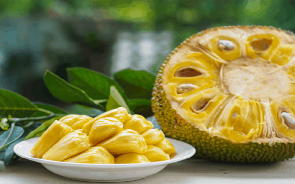 Cây MÍT ta (MÍT DAI ta), hàng gieo hạt, quả cực ngon và ngọt thơm
