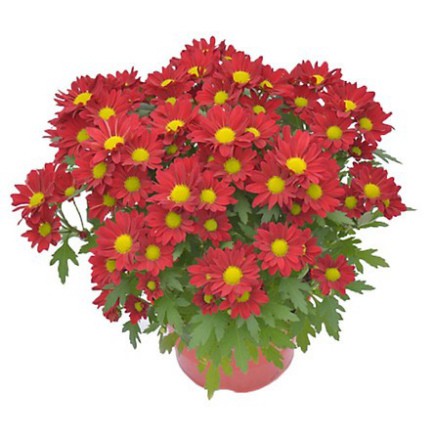 Hạt Giống Hoa Cúc Chi Đỏ Siêu Hoa (Gói 100 Hạt) 💝Hạt Giống Vàng💝