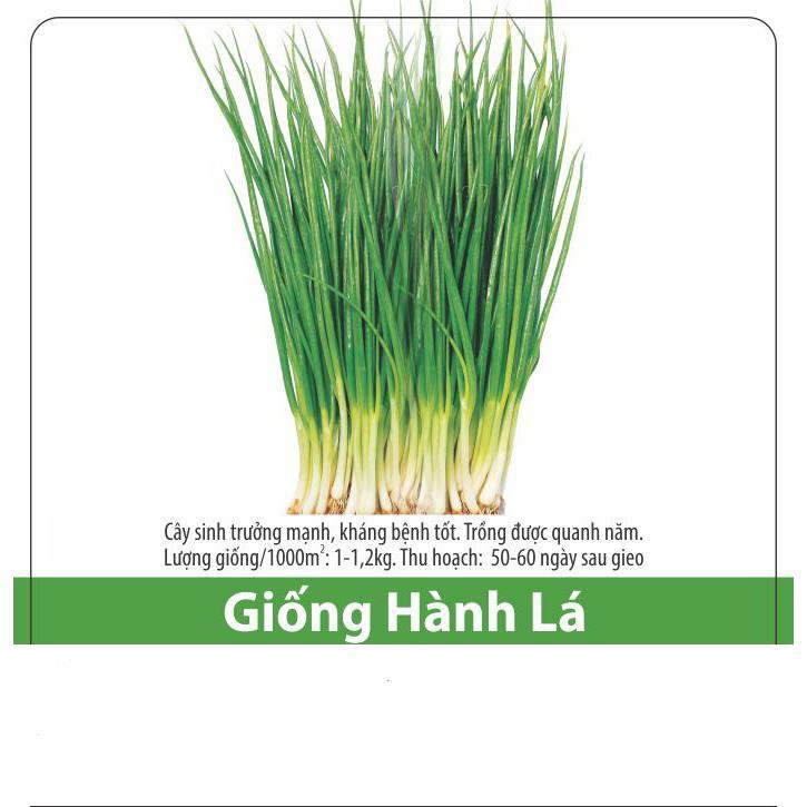 Hạt Giống Hành Lá Cao Sản Dễ Trồng, Thơm Ngon 2.5gr