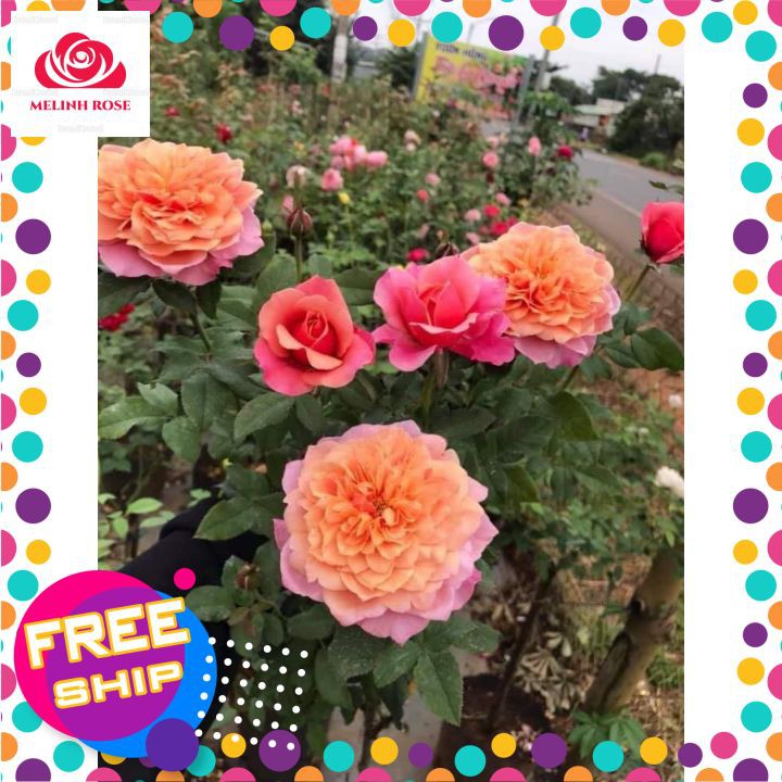 Hoa hồng Bụi Nhật Miyabi hồng cam quyến rũ-Vườn Hoa Melinhrose