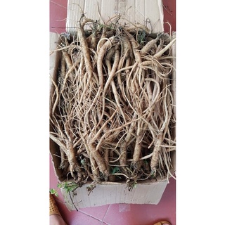 Đẳng sâm , sâm dây ngọc linh 1kg/ set 5-9 củ/kg