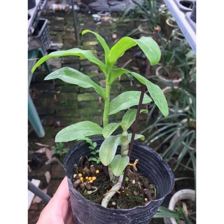 kie phi điệp rừng mắt bão