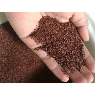 100gr hạt ngũ hoa hạt to siêu sạch( hạt đình lịch) .