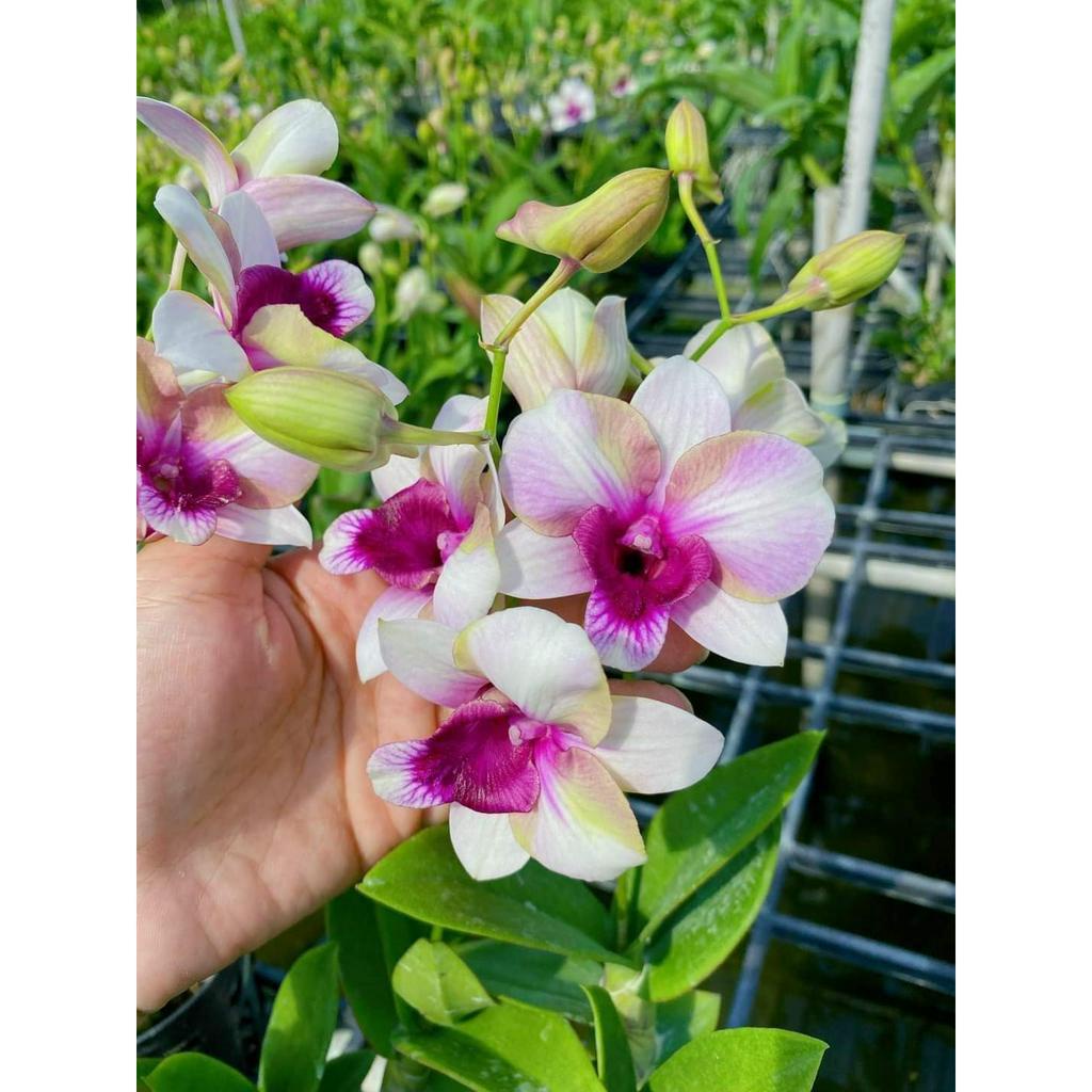 HOA LAN DEN LAI CATT LYLY