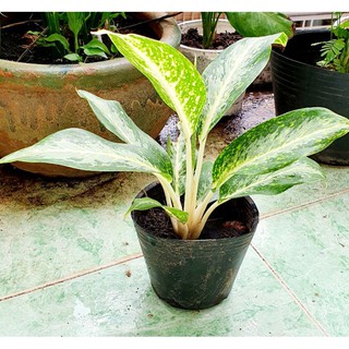 Cây Ngọc Ngân Thái, cây văn phòng, cây phong thủy