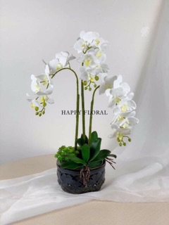LAN HỒ ĐIỆP CAO SU 7 BÔNG