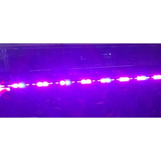 Đèn Led chìm cho Bể cá CaiBao T4- 80 3 chế độ màu